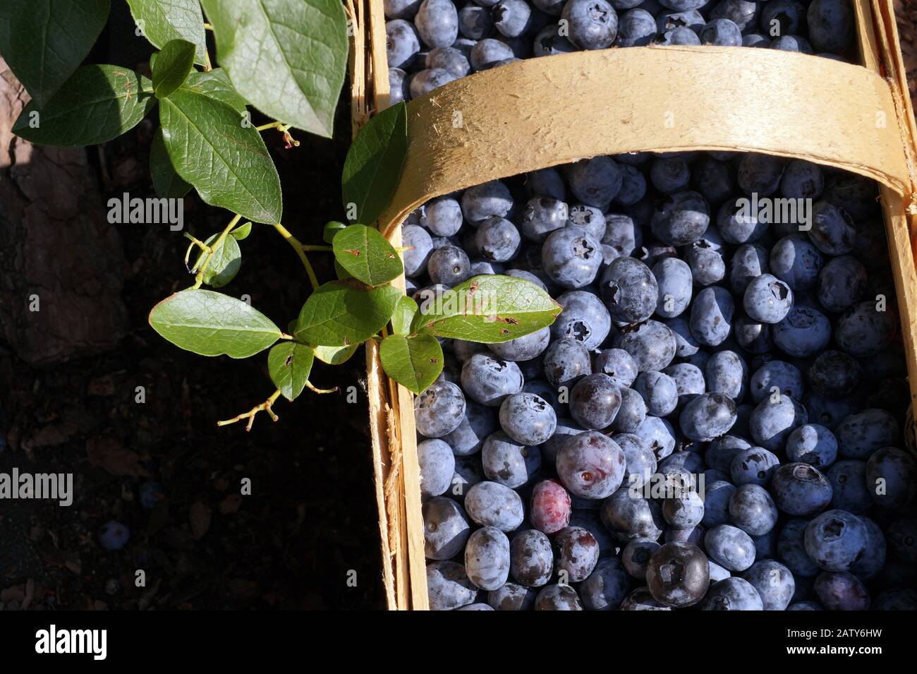 Punnet (o cesto) fatto di strisce di pino tritato, riempito con mirtilli appena raccolti. Foto Stock