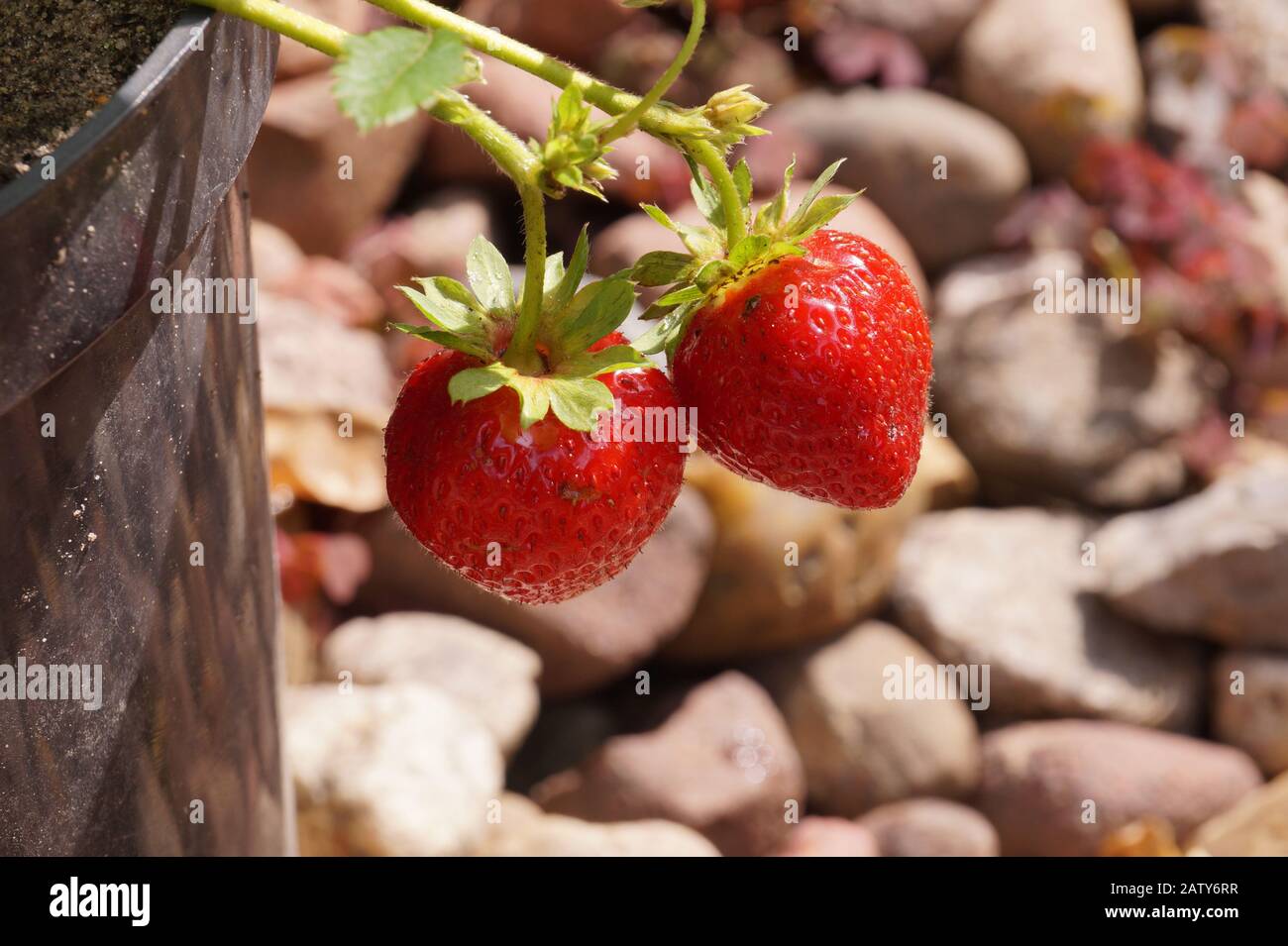 Frutta biologica dal vostro giardino domestico. Fragole coltivate in una pentola. Foto Stock