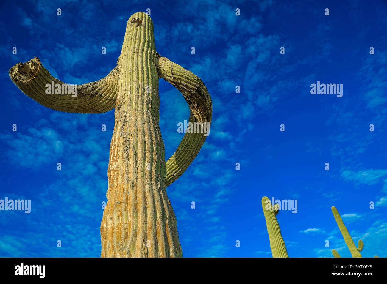 Saguaro o Sahuaro (Carnegiea gigantea) a forma di uomo. Tipico cactus colonnare del deserto di sonora, Messico. monotípicoc è una specie di maggiori dimensioni tra i cactus .... PAROLE chiave: Surreale, alieno, extraterrestre, strano, forma, malformazione, ritorto, brazes di albero, spine ossee, rare, intrecciate, storte, storte. Saguaro o sahuaro (Carnegiea gigantea) con forma de un hombre. Cactus columnar típico del Desierto de sonora, Messico. monotípicoc es una especies de Mayor entre porte cactáceas....ENTRAS DE PORTE... surreale, alienigena, extraterreste, extraño, forma, malformacion, retorcido, Foto Stock