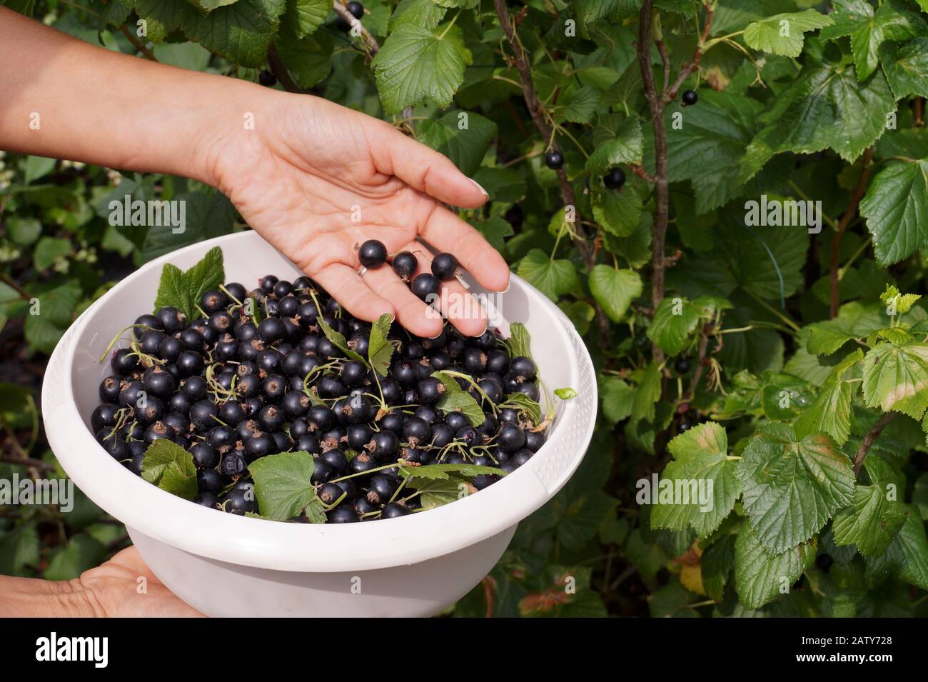 Raccolta di ribes nero dai cespugli. Lavoro in giardino. Foto Stock