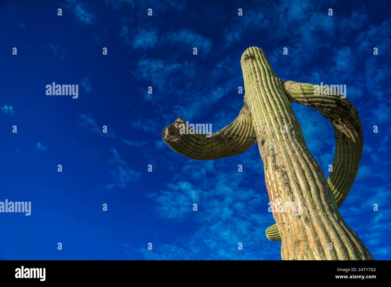 Saguaro o Sahuaro (Carnegiea gigantea) a forma di uomo. Tipico cactus colonnare del deserto di sonora, Messico. monotípicoc è una specie di maggiori dimensioni tra i cactus .... PAROLE chiave: Surreale, alieno, extraterrestre, strano, forma, malformazione, ritorto, brazes di albero, spine ossee, rare, intrecciate, storte, storte. Saguaro o sahuaro (Carnegiea gigantea) con forma de un hombre. Cactus columnar típico del Desierto de sonora, Messico. monotípicoc es una especies de Mayor entre porte cactáceas....ENTRAS DE PORTE... surreale, alienigena, extraterreste, extraño, forma, malformacion, retorcido, Foto Stock
