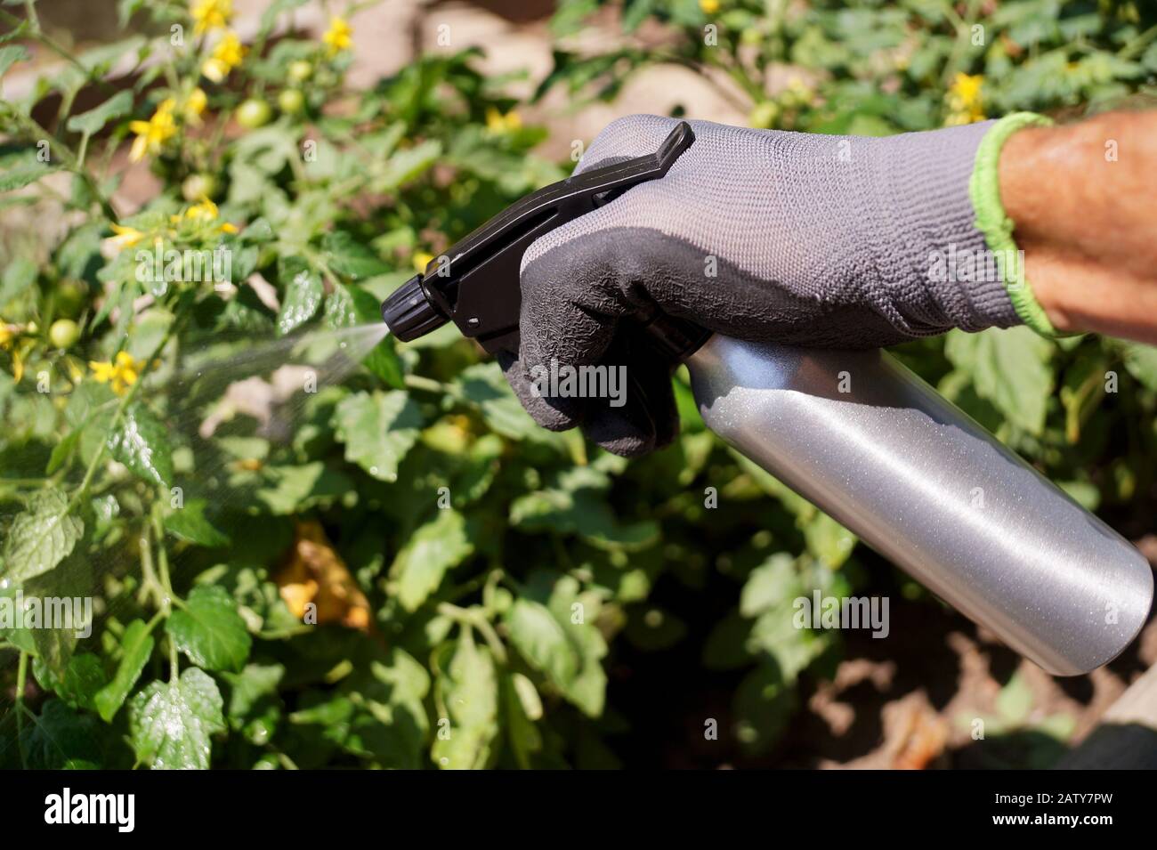 Spruzzatura su impianti che utilizzano un irroratore. Un flusso di liquidi evidenziato dal sole. Foto Stock