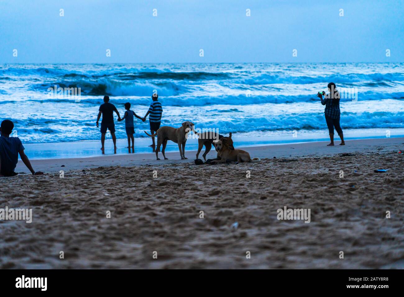 Un pacchetto di cani sulla spiaggia di Calangute, Goa Foto Stock