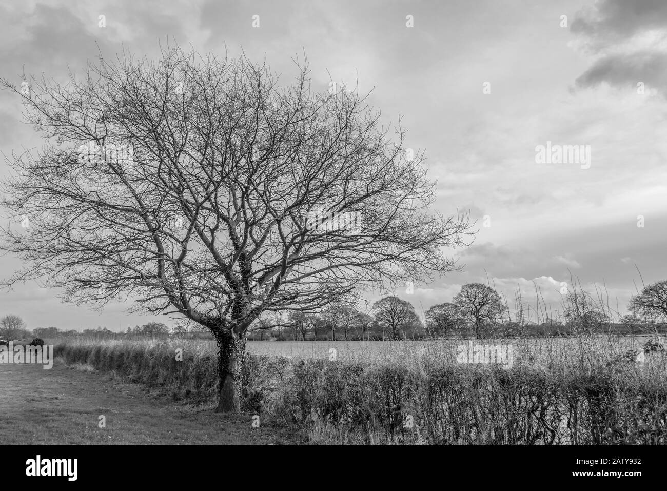 Un albero d'inverno con i suoi rami che si digradinano verso l'esterno si leva accanto ad un hedgerow con un campo oltre. Un cielo con nuvole pesanti è sopra. Foto Stock