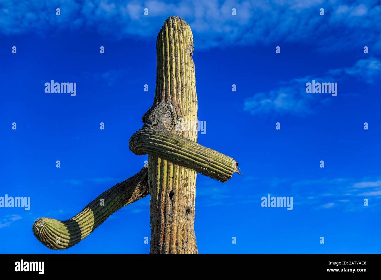 Saguaro o Sahuaro (Carnegiea gigantea) a forma di uomo. Cactus colonnare tipico del deserto di sonora, Messico. monotípicoc è una specie di greate Foto Stock