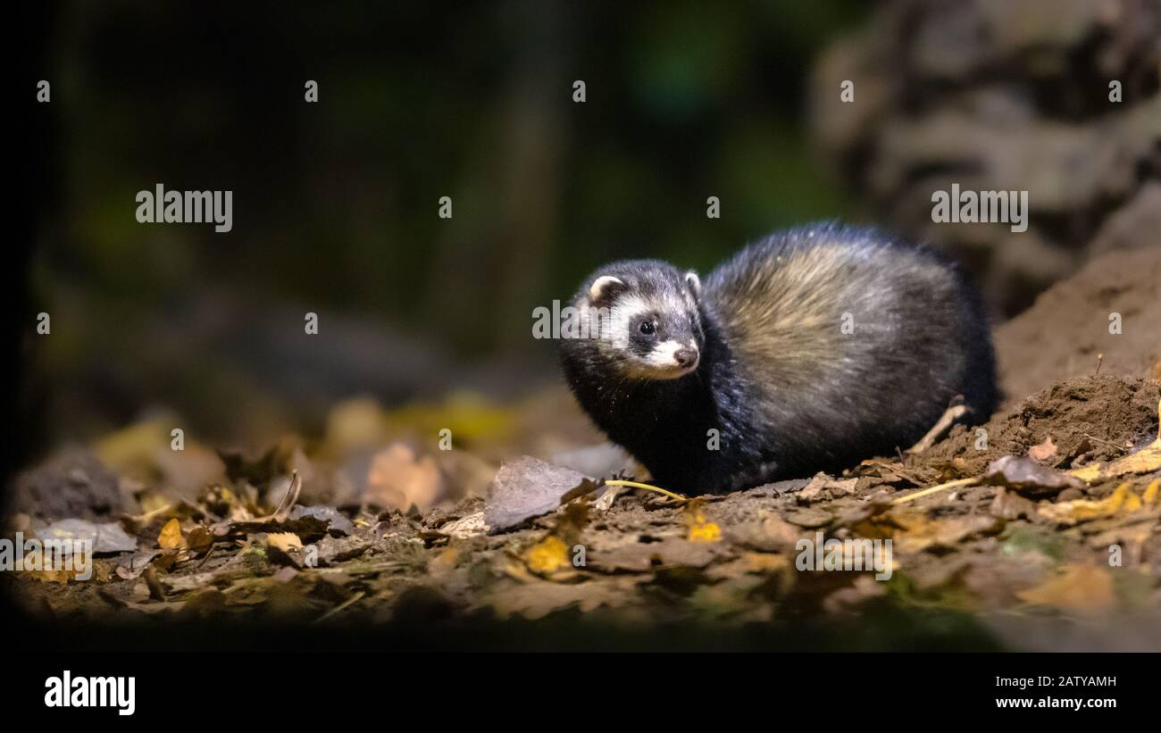 Polecat europeo (Mustela putorius) nella foresta in ambiente naturale nelle tenebre di notte. Paesi Bassi. Foto Stock