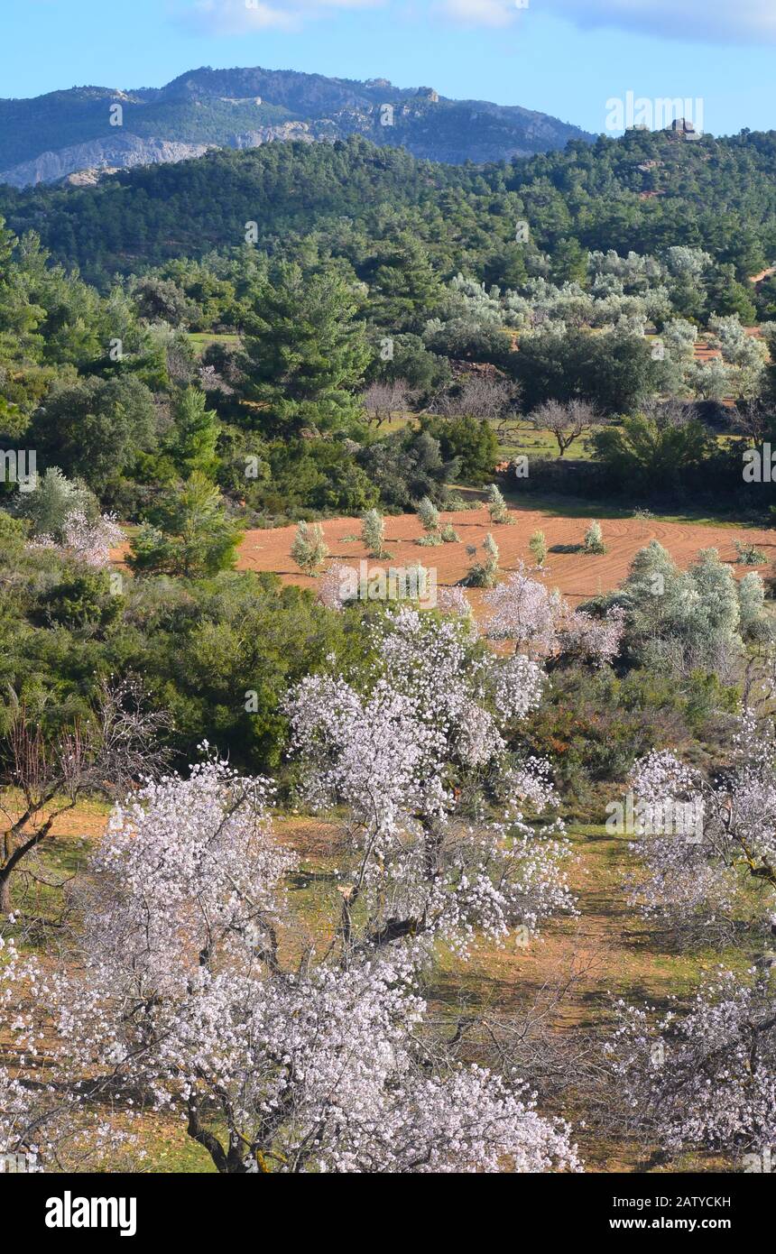 I mandorli sbocciano nei pressi del villaggio di Arnes (Tarragona) nel Porto di Els Parco Naturale, un massiccio mediterraneo di montagna al confine tra Aragona A. Foto Stock