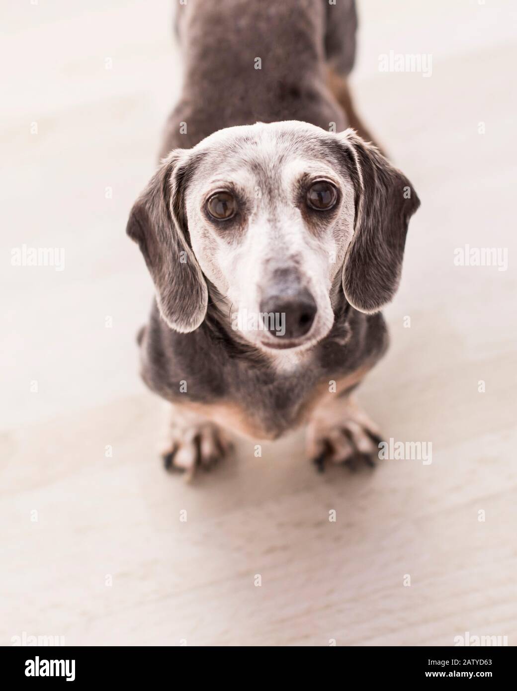 Divertente vecchio dachshund bianco-fronted guarda in su con un volto serio e grandi occhi che aspettano qualcosa accadere Foto Stock