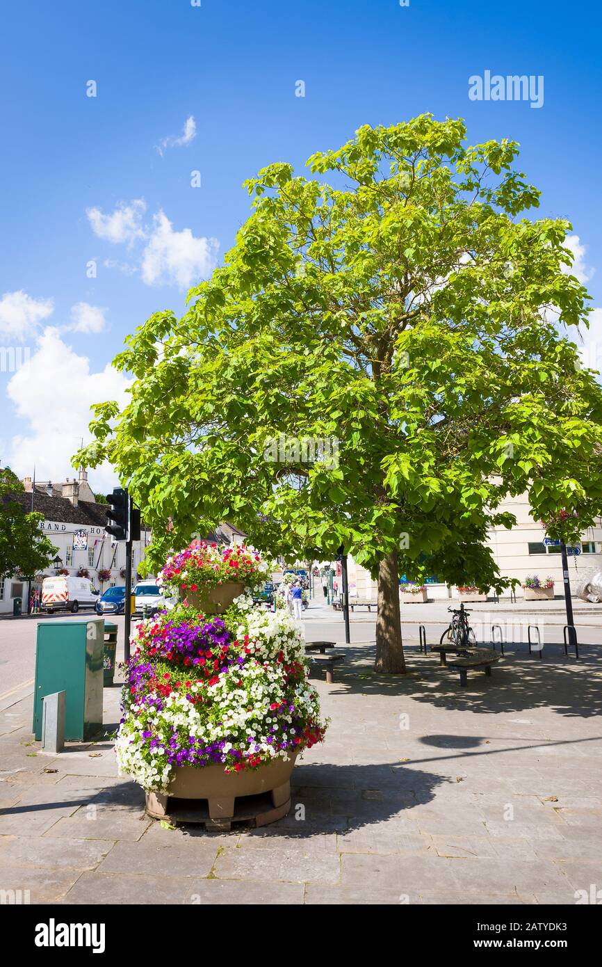 Un albero Shapely Catalpa o Indian Bean è uno dei molti in crescita nel centro di Calne Wiltshire Inghilterra UKF Foto Stock