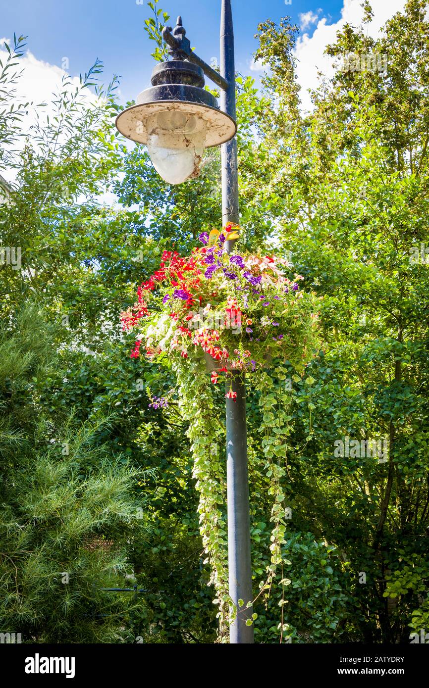 Uno standard di lampade da strada è decorato in estate con un cesto sospeso di fiori in Calne Witlshire Inghilterra UK Foto Stock