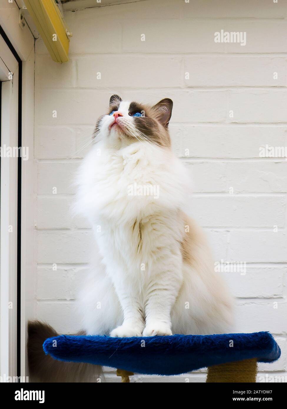 Una bella vista di un giovane maschio Ragdoll gatto la cui attenzione è su qualcosa oltre l'obiettivo fotocamera. Osserva i suoi occhi blu caratteristici della razza; Foto Stock