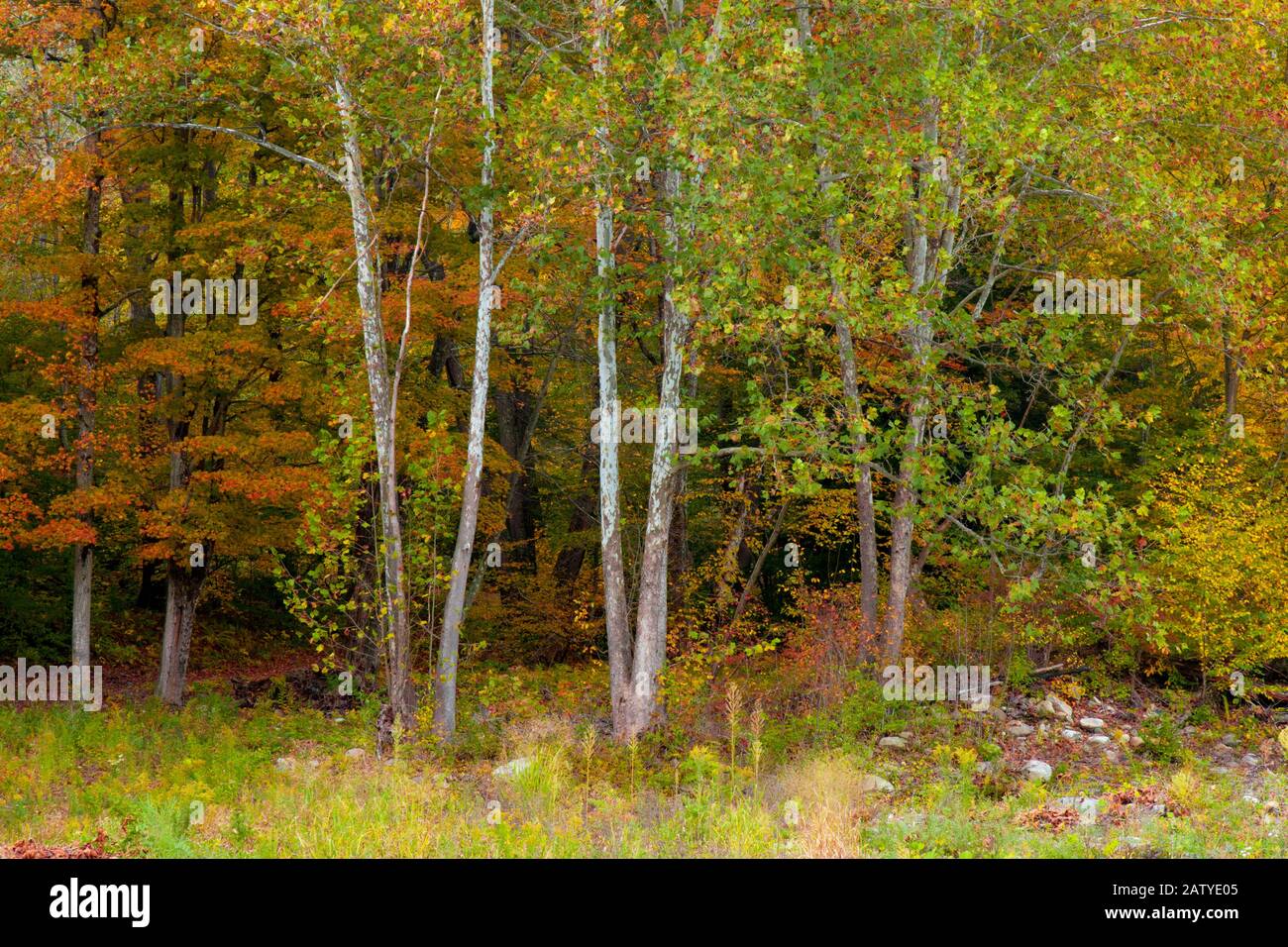 Giovani alberi americani di Sycamore che crescono nell'ambiente ripariano lungo Loyalsock Creek nel World's End state Park, Pennsylvania. Foto Stock