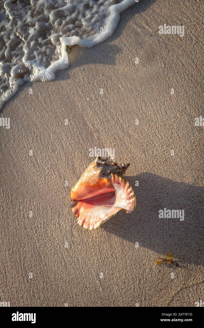 Conch guscio sulla sabbia con onda Foto Stock
