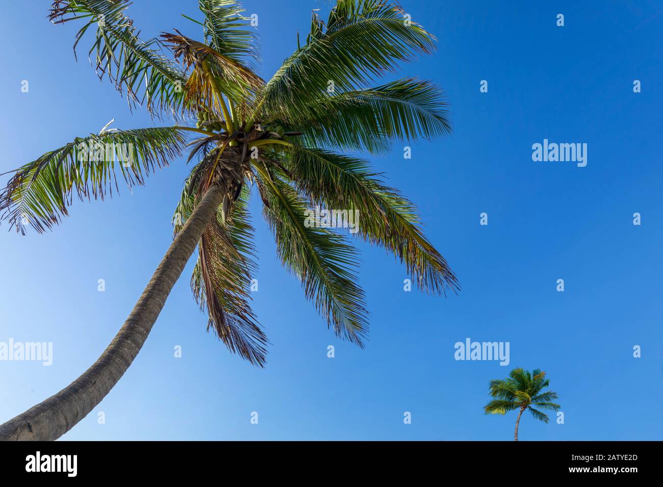 Albero di palma e cielo blu Foto Stock