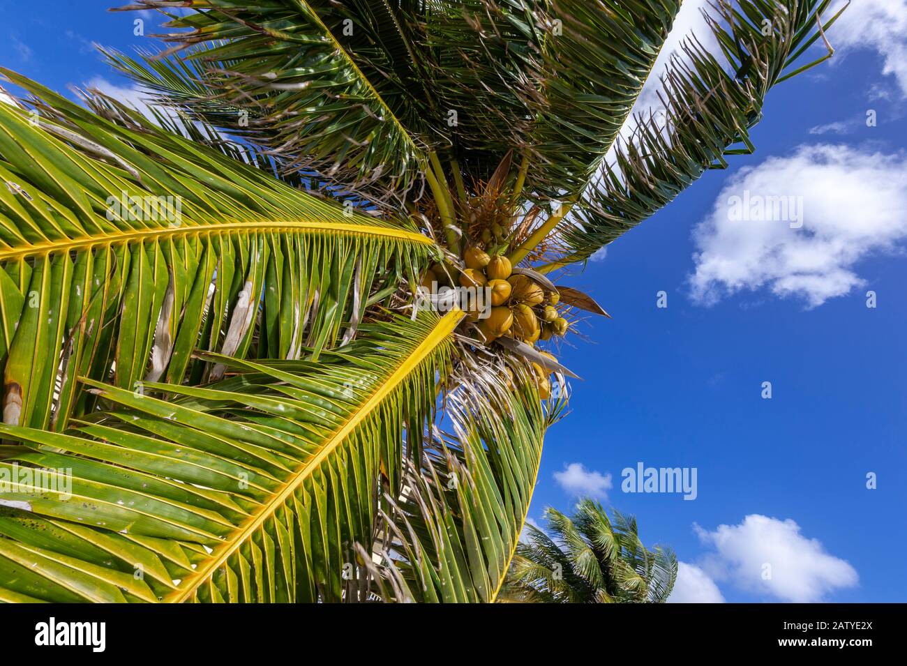 Albero di palma e cielo blu Foto Stock