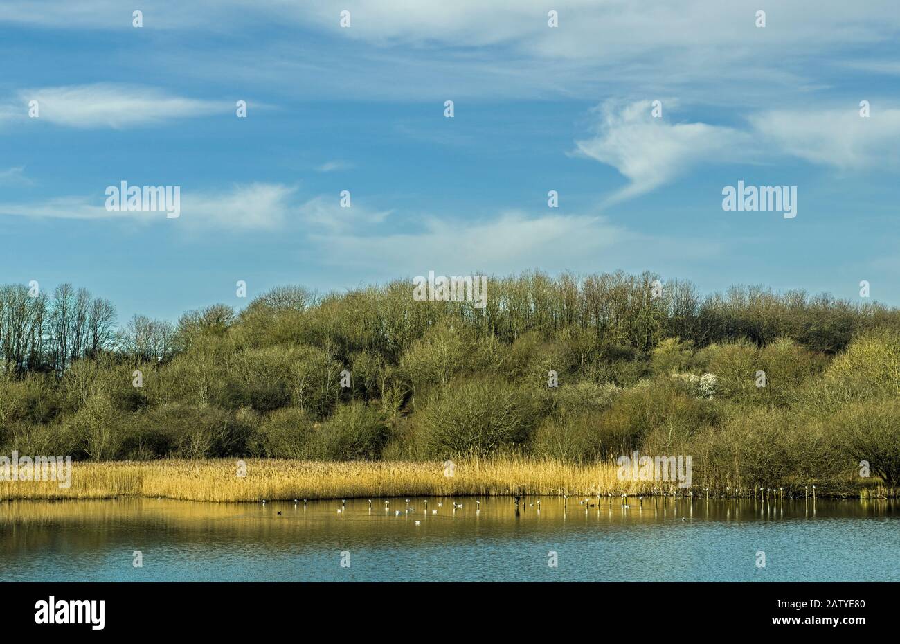 I laghi di Cosmetston, nei pressi di Penarth, una volta cava e oggi riserva naturale con un'ampia varietà di uccelli e mammiferi. I laghi erano un tempo cave. Foto Stock