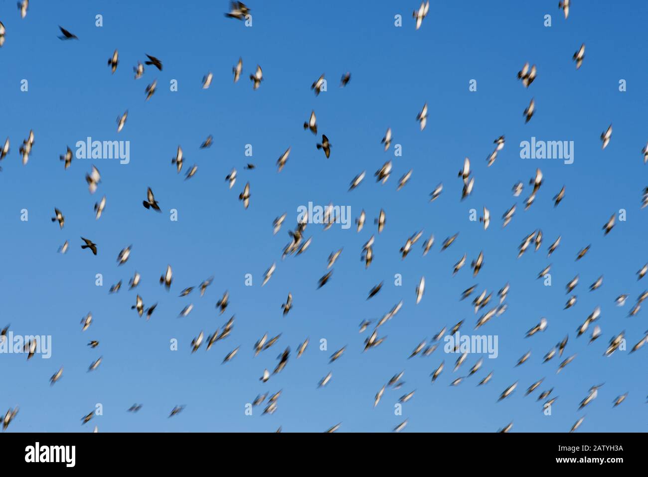 Flock of Pigeons sta volando su uno sfondo blu cielo con sfocatura movimento. Foto Stock