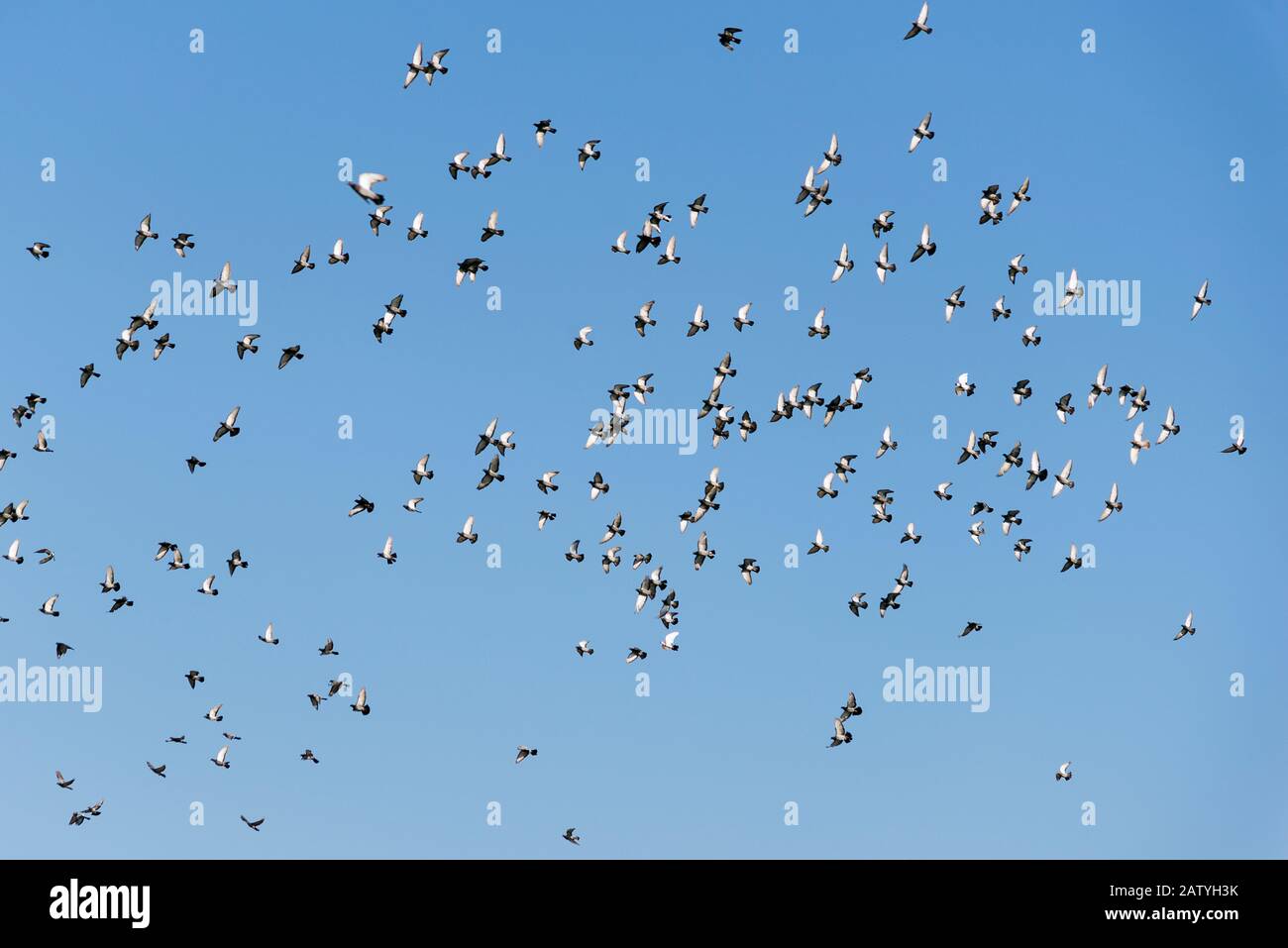 Flock of Pigeons sta volando su uno sfondo blu cielo. Foto Stock