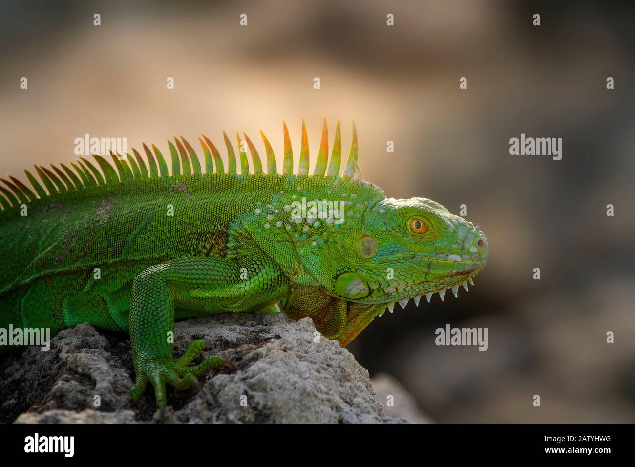 Una grande iguana si crogiola alla luce del sole del mattino nel sud della Florida. Le iguane in Florida sono una specie invasiva e sono notevolmente aumentate in numero. Foto Stock