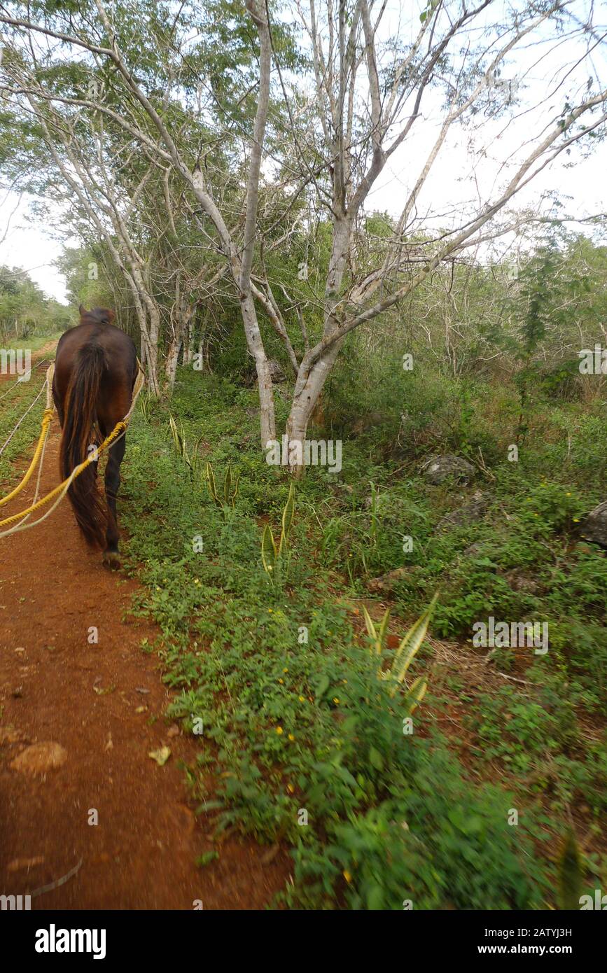 Tour Cenote di Cuzama in un camion trainato da cavalli su una ferrovia a scartamento ridotto in una vecchia piantagione sisal. Foto Stock