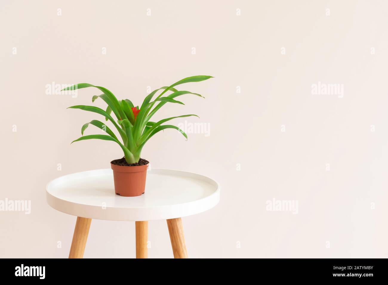 Guzmania pianta con fiore rosso in vaso su tavola bianca su sfondo beige neutro. Immagine con spazio di copia. Foto Stock