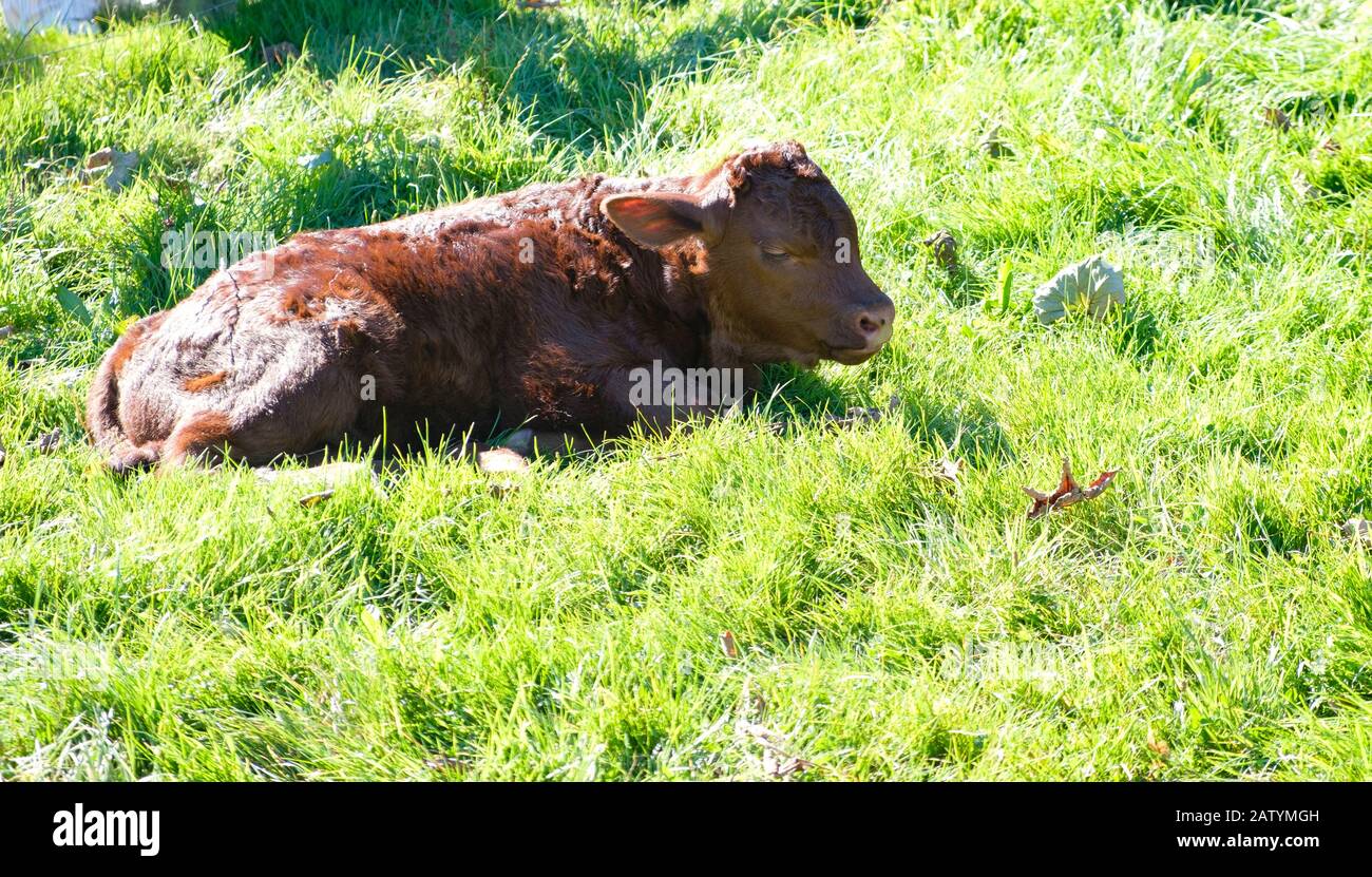 Vitello Highland sdraiato al sole in una giornata calda Foto Stock