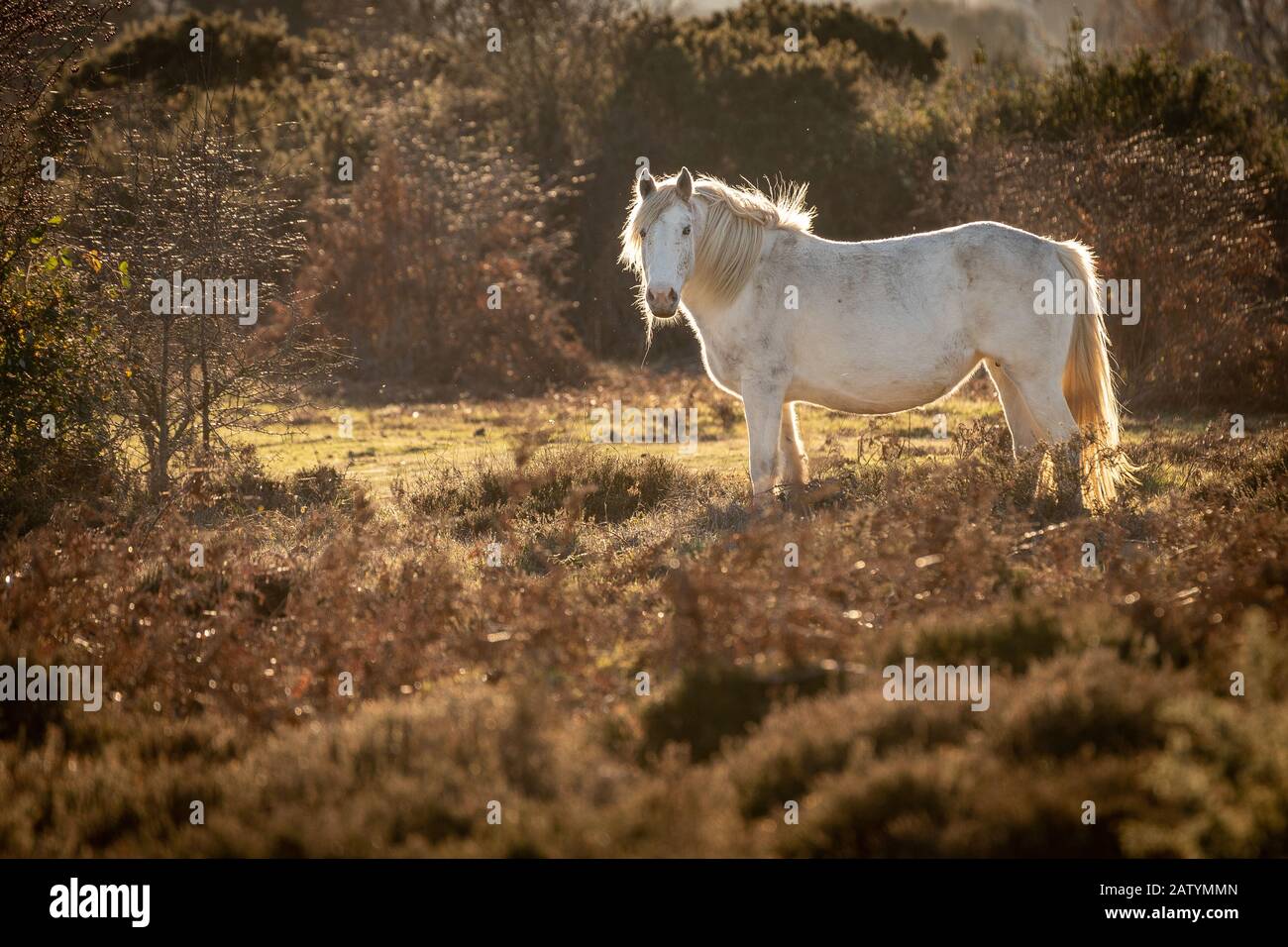 Cavallo da solo vagare liberamente su terra di heathland con retroilluminazione naturale in sole luminoso Foto Stock