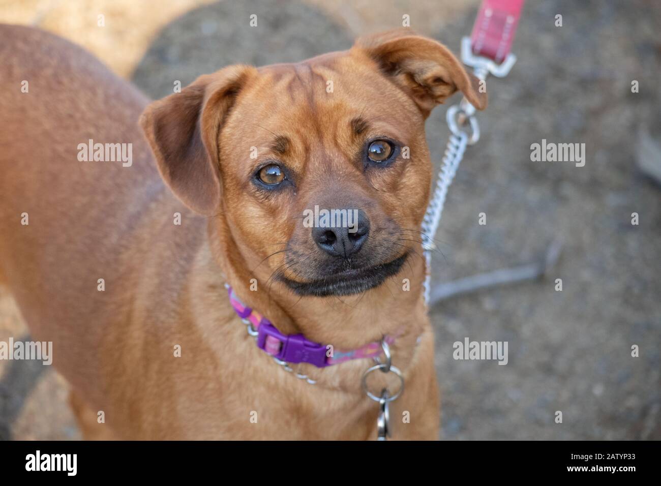 Curioso giovane cucciolo a piedi. Foto Stock