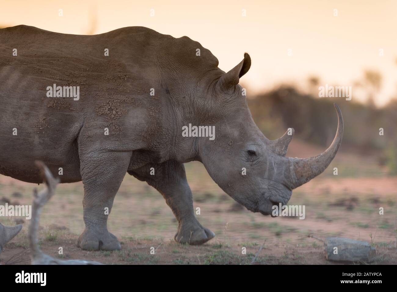 Rinoceronte bianco nel deserto Foto Stock