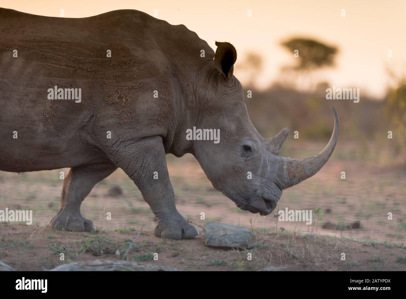 Rinoceronte bianco nel deserto Foto Stock
