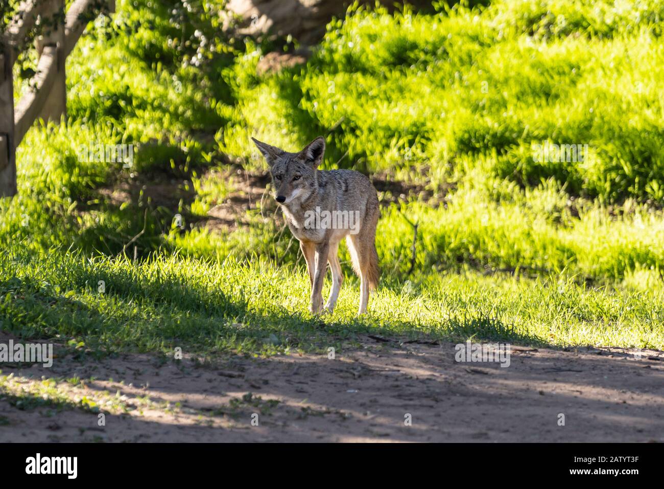 Grande coyote in una rissa mattutina al Santa Susana Pass state Historic Park vicino a Los Angeles e alla Simi Valley nella California meridionale. Foto Stock