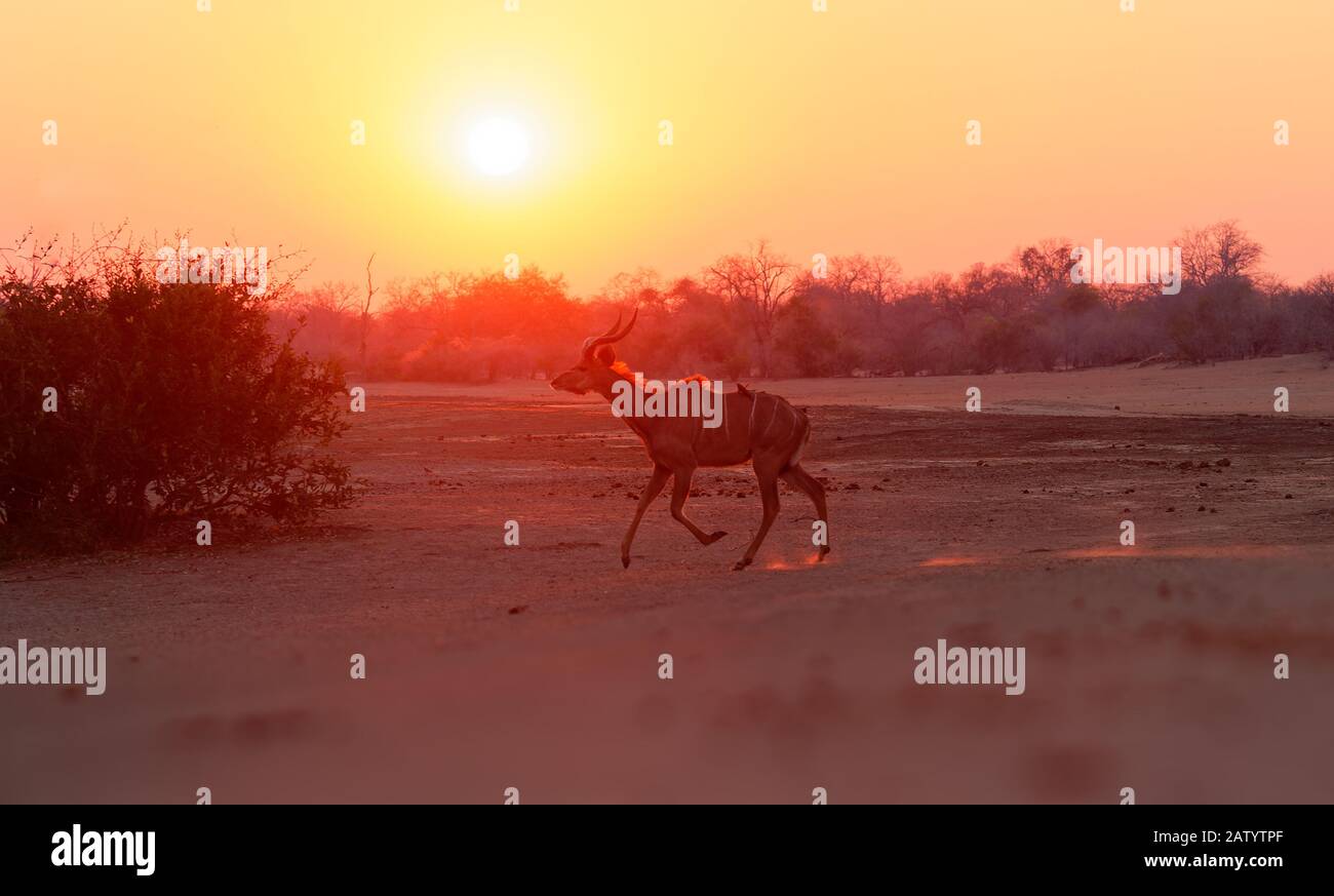 Grande Kudu - Tragelaphus strepsiceros bosco antilope trovato in tutto l'Africa orientale e meridionale, che corre durante l'alba africana o tramonto con Foto Stock