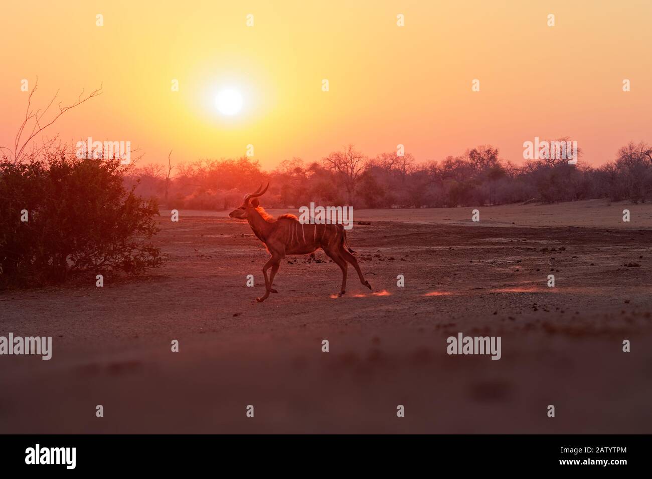 Grande Kudu - Tragelaphus strepsiceros bosco antilope trovato in tutto l'Africa orientale e meridionale, che corre durante l'alba africana o tramonto con Foto Stock