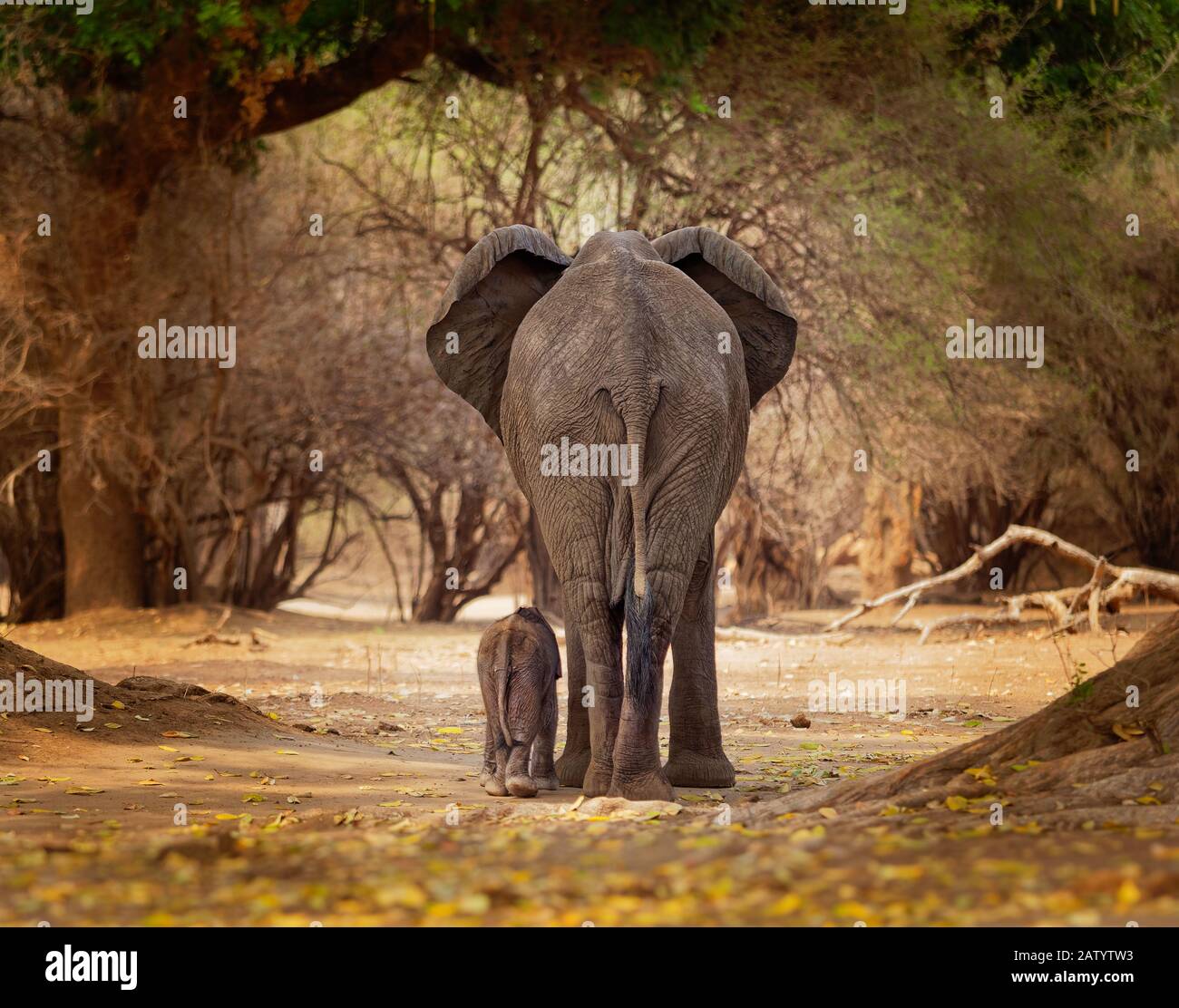 Afroamericano Bush Elephant - Loxodonta africana piccolo elefante bambino con la sua madre, camminare e mangiare foglie nelle Piscine di Mana in Zimbabwe. Foto Stock