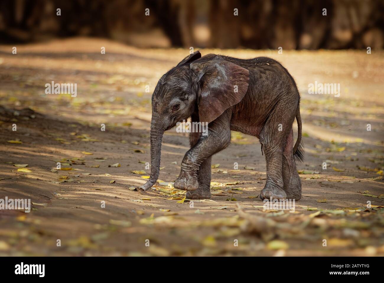 Afroamericano Bush Elephant - Loxodonta africana piccolo elefante bambino con la sua madre, camminare e mangiare foglie nelle Piscine di Mana in Zimbabwe. Foto Stock