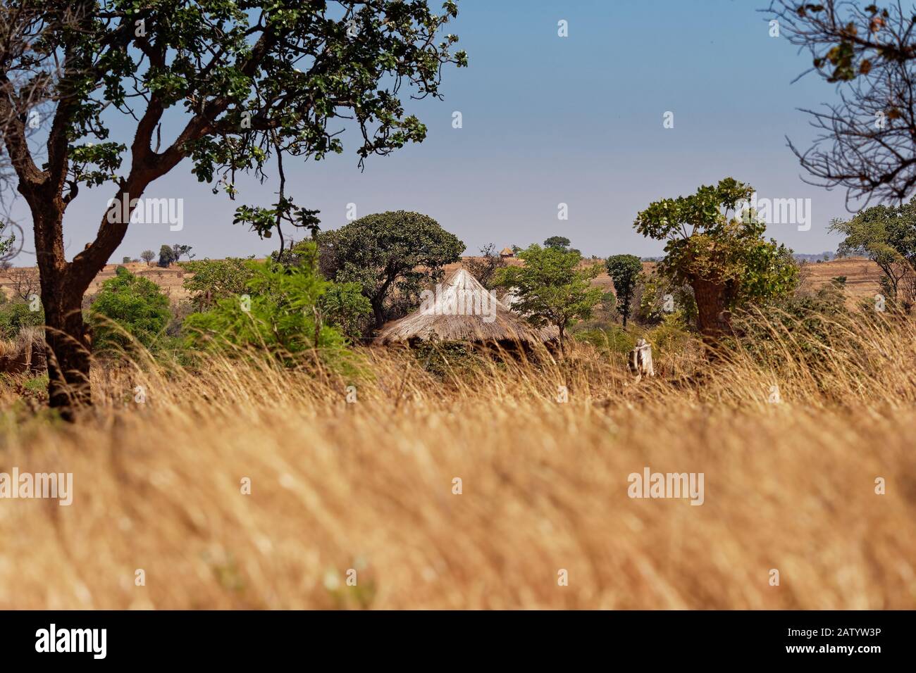 Villaggio tradizionale africano con il paglia e le mura terne in savana dell'Africa meridionale, dello Zimbabwe, dello Zambia, del Botswana, della Namibia, del Kenia. Foto Stock