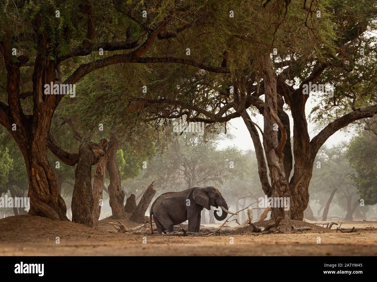 Bush africano Elefante - Loxodonta africana nel Parco Nazionale di Mana Pools nello Zimbabwe, in piedi nel verde della foresta e mangiare o alla ricerca di foglie. Foto Stock