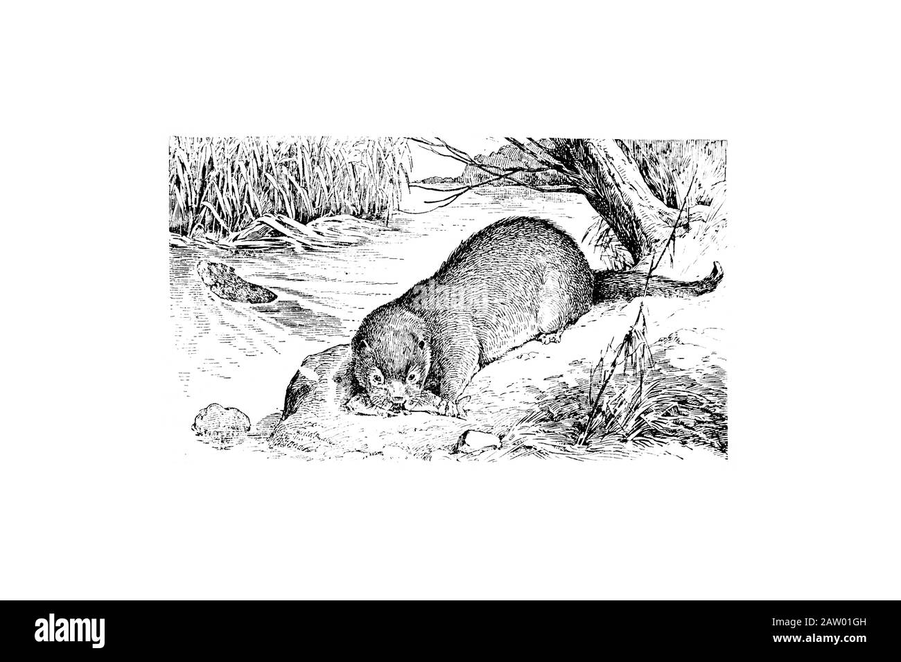 Otter - Illustrazione Incisa Vintage 1889 Foto Stock