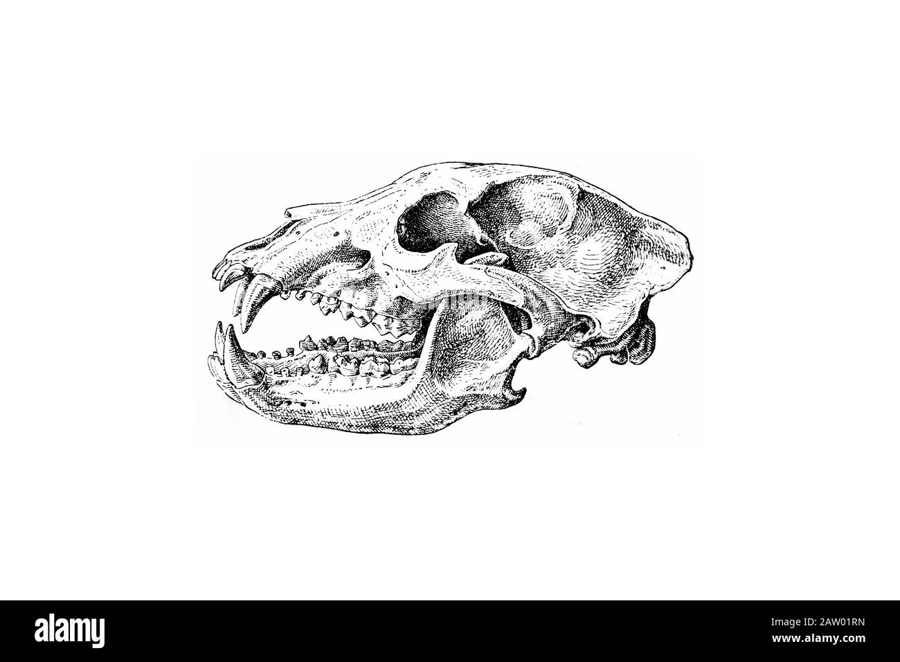 Cranio A Orso Marrone - Illustrazione Millimetrata D'Epoca 1889 Foto Stock