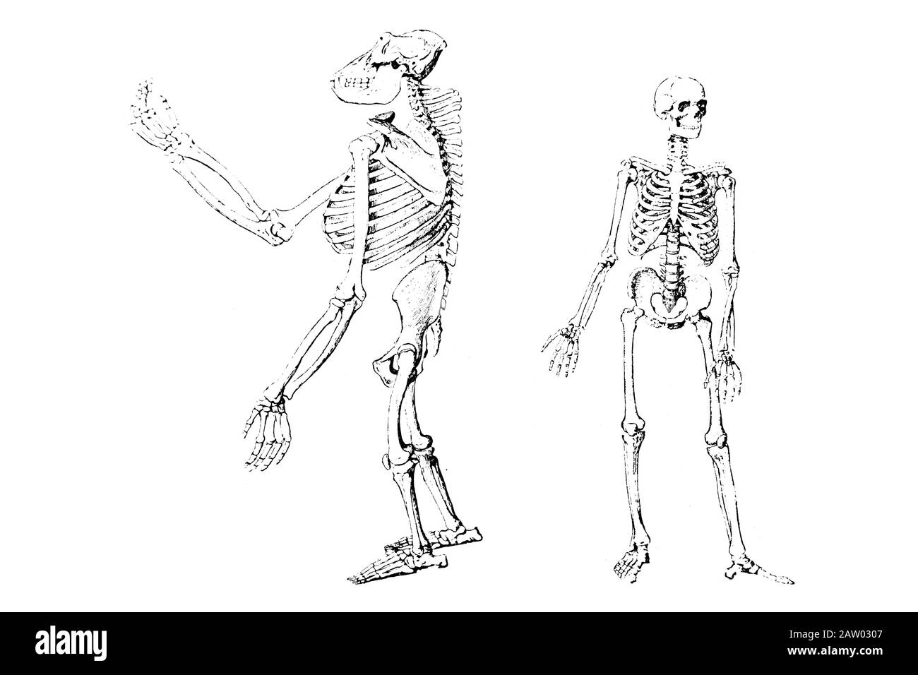 Gorilla And Human Skeleton - Illustrazione Incisa Vintage 1889 Foto Stock