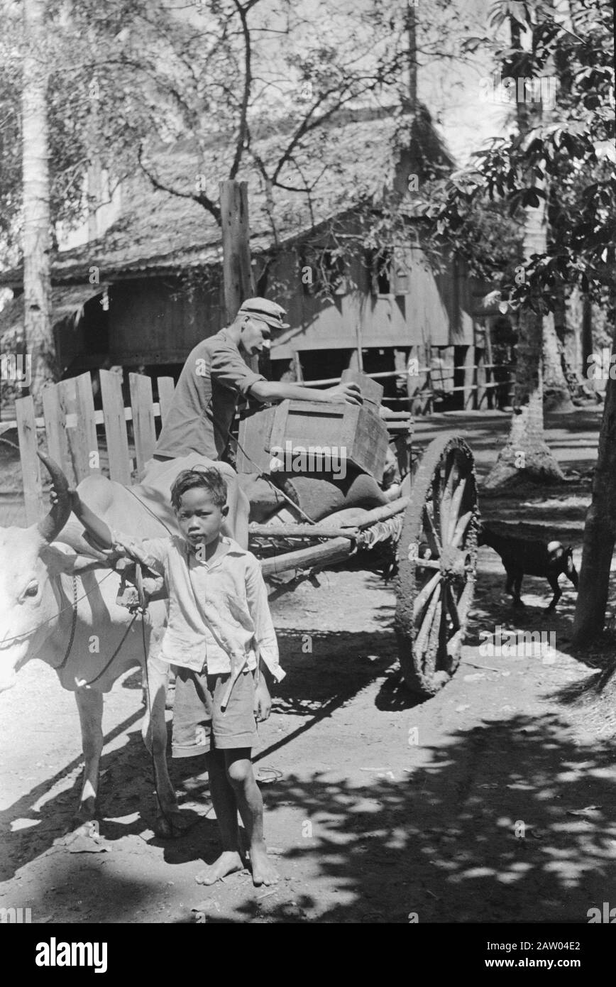 Trasferimento della 3rd Squadron Armored Cars Praoemoelih a Muara Enim Muara Enim. Durante e poco dopo il passaggio al terzo Squadron Armored Cars Reggimento Hussars di Boreel, alcune foto sono state scattate di questa parte. Una strana contraddizione! Trasferimento di Tani con un carrello SAPI, i "laboratori" (il prodotto di gomma grezza) al commerciante ad una velocità di 3 km all'ora, mentre un paio di moderni veicoli a motore, in pneumatici della stessa gomma, ma poi scientificamente preparati, ad una velocità di oltre 60 km a raggiungere Data: Luglio 1948 Ubicazione: Indonesia, Indie Orientali Olandesi, Sumatra Foto Stock