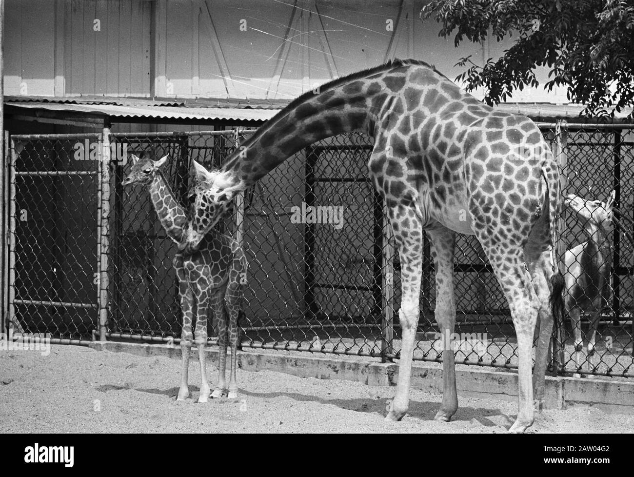 Giraffe in Artis Born Mother with Young Date: 23 Giugno 1967 Location: Amsterdam, Noord-Holland Keywords: Animali, zoo, giraffe, giovani animali Nome: Giraffe Istituto Nome: Artis : Unknown / Anefo Titolare: National Archives Tipo Di Materiale: Negativo (bianco / nero) numero di inventario: Vedi accesso 2.24.01.05 Foto Stock