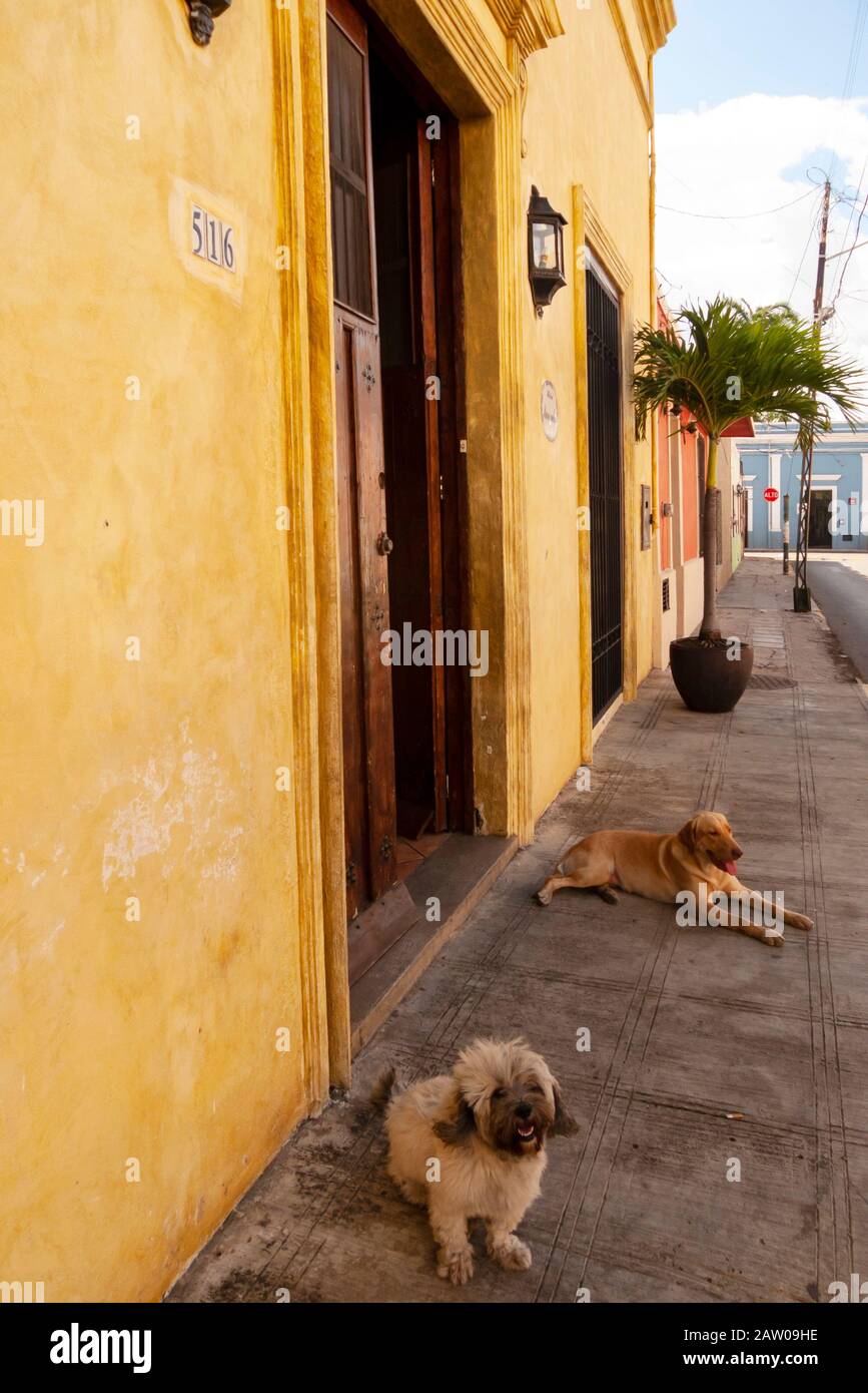 I cani riposano all'ombra di fronte all'Hotel Marionetas a Merida, Yucatan, Messico. Foto Stock