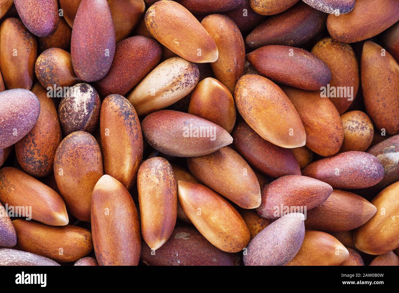 macro immagine di pinoli semi nei loro gusci Foto Stock