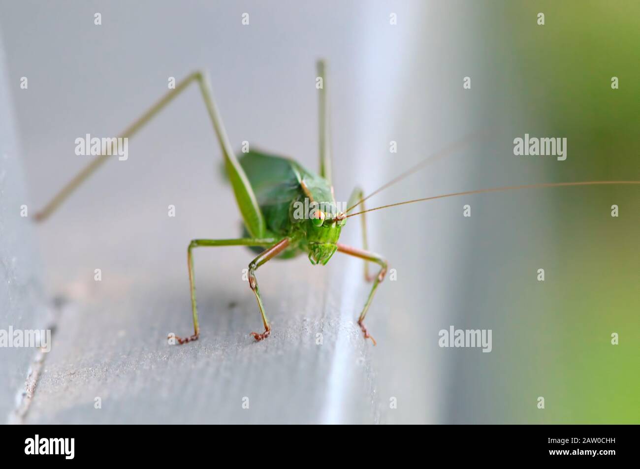 Un Katydid o bush cricket (Tetigoniidae) su una ringhiera con spazio copia. Foto Stock
