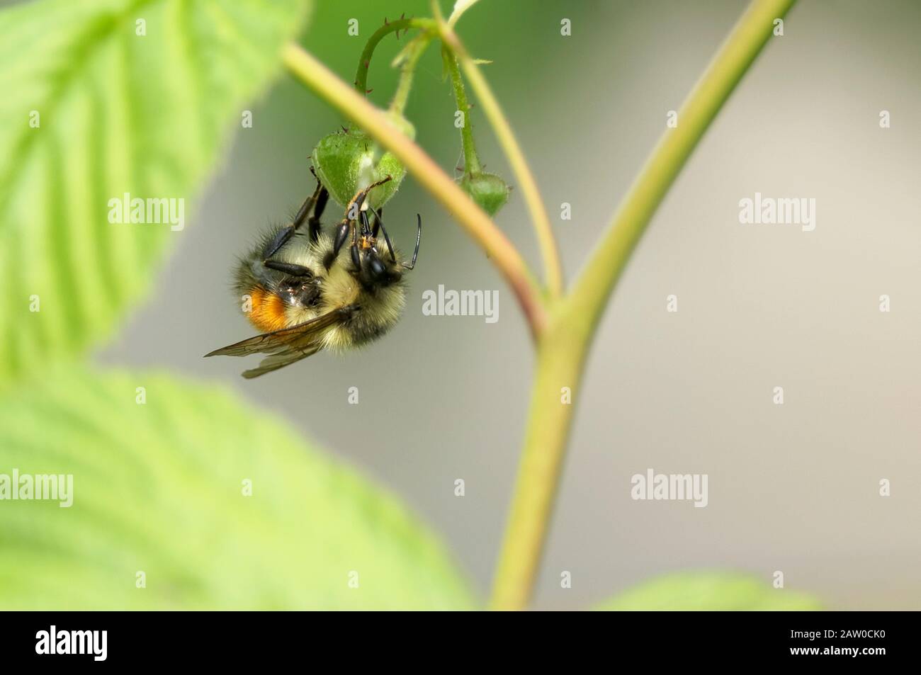 Un Bumblebee (Bumbus emarius) con cintura arancione che raccoglie nettare da un bocciolo di lampone. Foto Stock