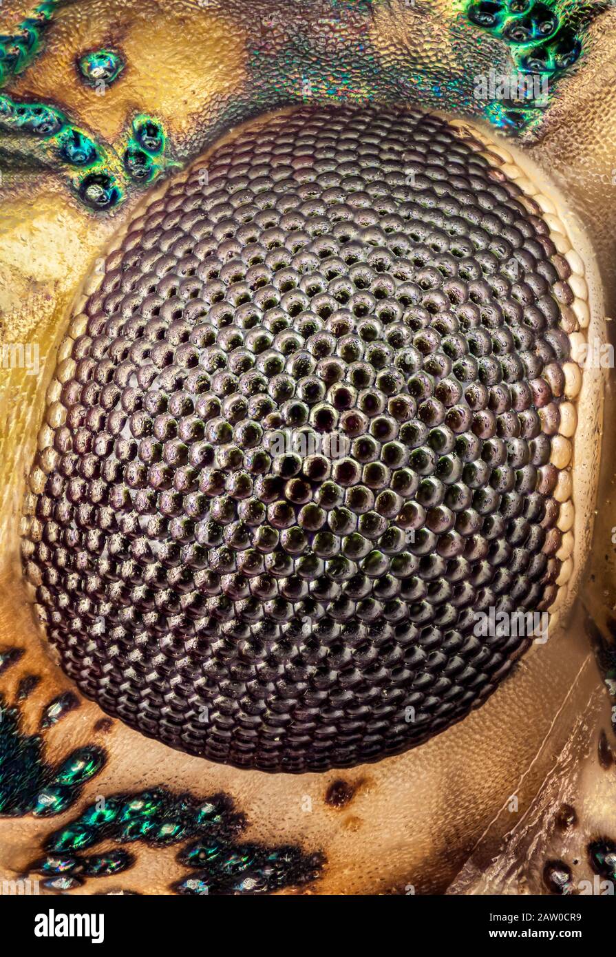 Macro estrema di un occhio di insetto di puzzino Foto Stock