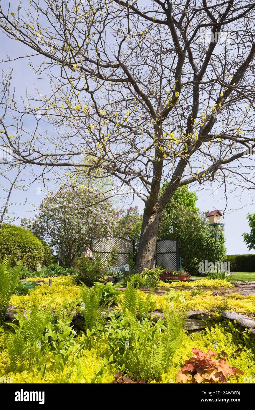 Albero deciduo sotto piantato con Lysimachia nummularia ‘Aurea’ - strisciamento d’oro ‘Jenny’ e Pteridophyta - piante di Fern nel giardino di campagna del cortile Foto Stock