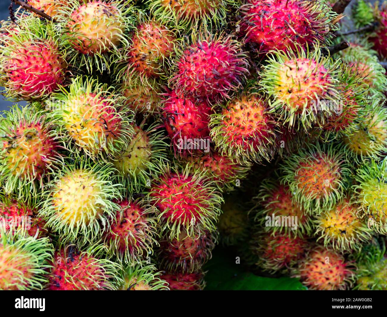 Il delizioso Rambutan, un frutto tropicale in Cambogia Foto Stock