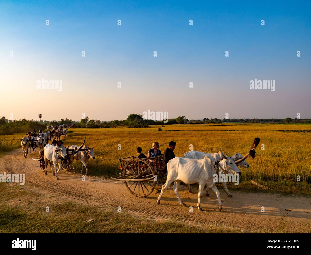 I turisti percorrono i carri ossari tradizionali attraverso le pagaie di riso della Cambogia lungo il fiume Mekong Foto Stock